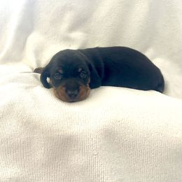 Boy 2 - Black and tan male Dachshund puppy in Silver Springs, Florida from DeMarsh's Dachshunds