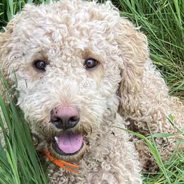 Moxie - Labradoodle