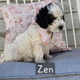 Zen - Black and white male Bernedoodle puppy in Decatur, Georgia from So Adoodable