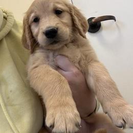 Boy 4 - Golden male Golden Retriever puppy in Murrieta, California from The Golden Leash Kennels
