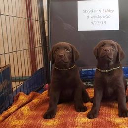 Labrador Retriever Puppies from Colindy Labradors