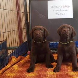 Labrador Retriever Puppies from Colindy Labradors