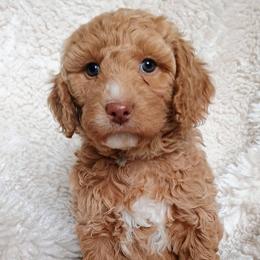 Goldendoodle puppies from Hatten Homestead Kennels