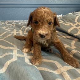 Lime green collar - Red  male Goldendoodle puppy in Maumee, Ohio from Bell's Doodles