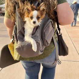 Papillon puppies from Papillons in Arizona