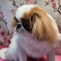 Japanese Chin Puppies from Windhaven Japanese Chin
