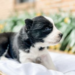 Siberian Husky Puppies from Wooly Woof Siberians