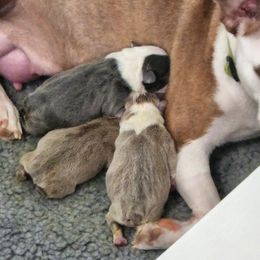 Boston Terrier Puppies from Lance Boston Terriers