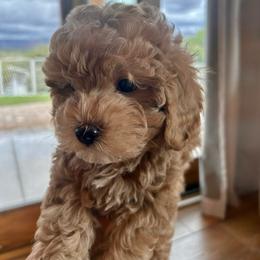 Pax - Red male Cavapoo puppy in Sedona, Arizona from Sedona Ranch Microdoodles