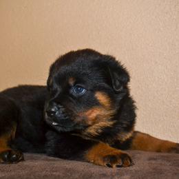 Boy 3 - Black and mahogany male Rottweiler puppy in Ethel, Washington from Titanenheim Rottweilers
