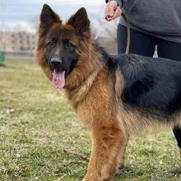Candy - German Shepherd
