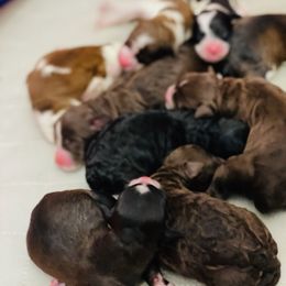 Dahlia - Black and white Aussiedoodle puppy in Albertville, Alabama from Home Sweet Home Doodles LLC