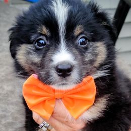 Miniature American Shepherd puppies from Callen Kennels