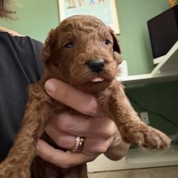 Goldendoodle and Labradoodle Puppies from California Double Doodles