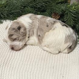 Remi - Merle male Goldendoodle puppy in Zeeland, Michigan from Dandelion Lane Doodles