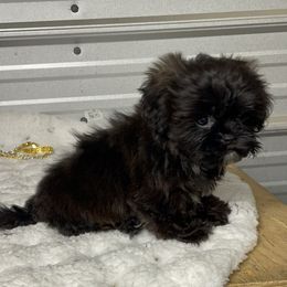 AKC Spencer - Black male Shih Tzu puppy in Elgin, South Carolina from Silver Bells Paw Prints