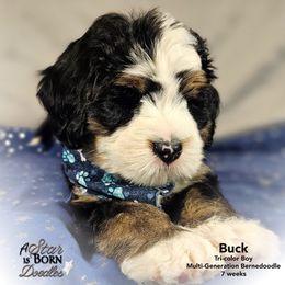 BUCK - Genetics FF, Ee, Bb, atat, kyky, SiSi, mm, and - - - Tri-color male Bernedoodle puppy in Jackson, Michigan from A Star is Born Doodles