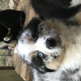 Australian Shepherd Puppies from The Joyful Australian Shepherd