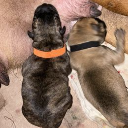 Orange collar - Red fawn brindle male Bullmastiff puppy in Cedar Creek, Texas from Burns Family Ranch " BFR Bullies"