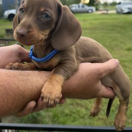 Basset Hound and Dachshund Puppies from Heyliger Hounds