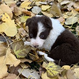 Girl 1 Red Rough Coat - Red female Border Collie puppy in Centerville, Washington from Forthright Farms
