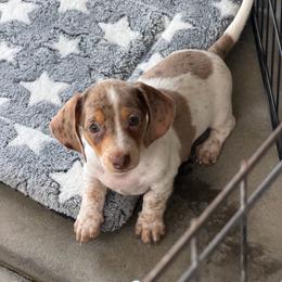 Bullseye - Dapple male Dachshund puppy in Rancho Cucamonga, California from Empire's Dachshunds