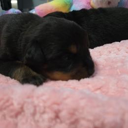 Girl 2 - Black and mahogany female Rottweiler puppy in Cocoa, Florida from Space Coast Rottweilers