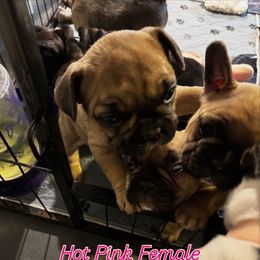 Cora - Fawn female French Bulldog puppy in Neenah, Wisconsin from Mimosa Acres French Bulldogs LLC