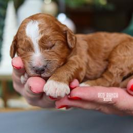 Dash - Red  male Goldendoodle puppy in Salado, Texas from Red Ranch Dogs