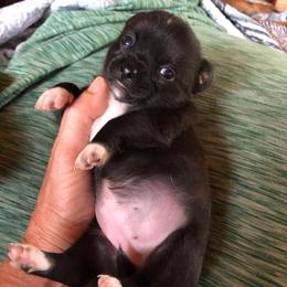 Christine McVie - Black female Chihuahua puppy in Amelia, Virginia from Pannell’s Precious Pups