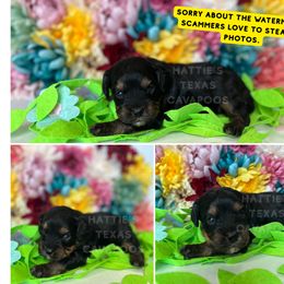 Cecil - Black and tan male Cavapoo puppy in Thorndale, Texas from Hattie’s Texas Cavapoos
