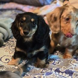 Black and cream brindle - Black and cream male Dachshund puppy in Ethel, Washington from Mickey's Miracle Doxies