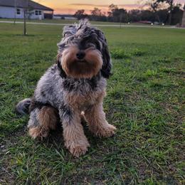 Scuba steve - Bernedoodle