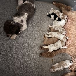 Australian Labradoodle, Bernedoodle, Double Doodle, Goldendoodle, and Poodle Puppies from Karlas Pet Rendezvous