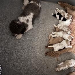 Australian Labradoodle, Bernedoodle, Double Doodle, Goldendoodle, and Poodle Puppies from Karlas Pet Rendezvous