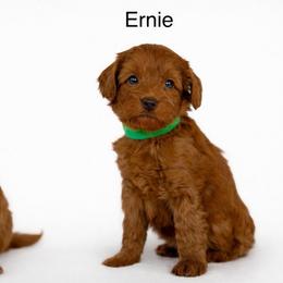 Ernie - Caramel red male Australian Labradoodle puppy in Londonderry, New Hampshire from Granite State Labradoodles