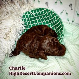 Aussiedoodle, Poodle, and Toy Australian Shepherd Puppies from High Desert Companions