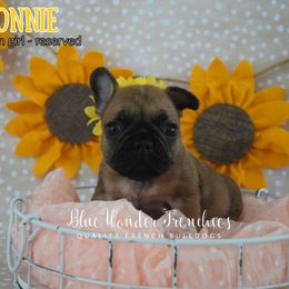 Bonnie - Fawn female French Bulldog puppy in Loxahatchee, Florida from Blue Wonder Frenchies