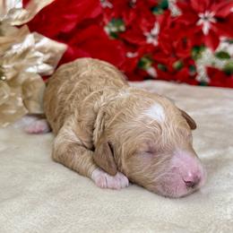 Annie - Apricot female Poodle puppy in Lakeland, Florida from Gulfside Poodles