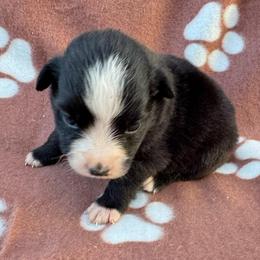 Trixie - Black & white female Miniature Australian Shepherd puppy in Stuart, Iowa from Arbor Hill Aussies