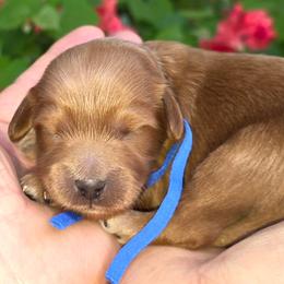 (Blue Collar) Bachelors Button - Red  male Goldendoodle puppy in Granite Falls Nc, North Carolina from Carolina Goldendoodles
