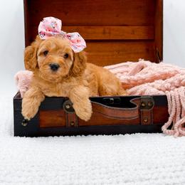 Angel - Apricot female Goldendoodle puppy in North Carolina from NC Doodle Puppies