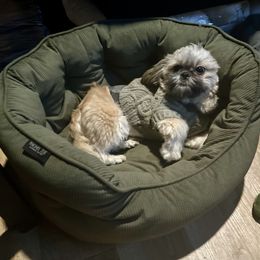 Einstein - Shih Tzu