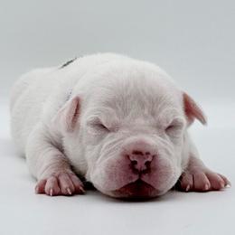 River - White female American Bully puppy in Conroe, Texas from Titanium Kilo Kennels Texas