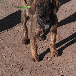 Tailless Boy - Catahoula Leopard Dog puppy in Pavillion, Wyoming from TNT Catahoulas