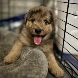 Molly - Merle female Assorted Doodle Crosses puppy in Kansas City, Missouri from Beary GoldenDoodles