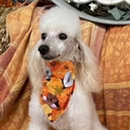 Sugar - Poodle