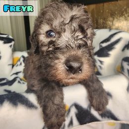 Bedlington Terrier Puppies from Dreamy Muse Bedlingtons