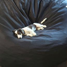 Hazel - Piebald female Dachshund puppy in Elma, Iowa from Iowa Dachshunds