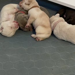 Labrador Retriever Puppies from North Trail Retrievers